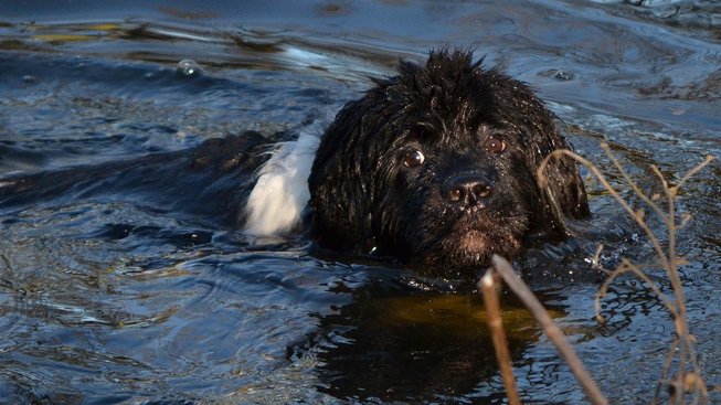 Novofundlandský pes: Mohutný plavec s hravou povahou