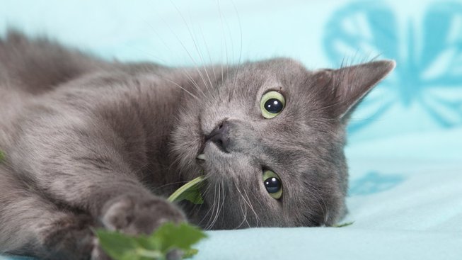 Kočičí kokain: Proč kočky tak milují šantu