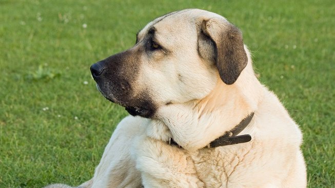 Staré a vzácné plemeno: Anatolský pastevecký pes