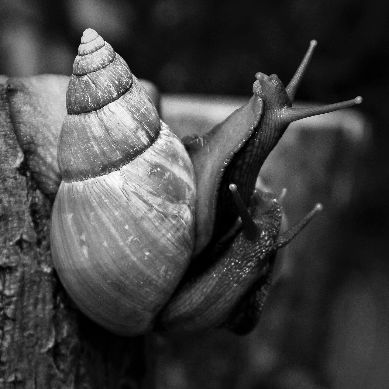 snails-612943_1280