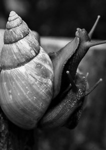 snails-612943_1280