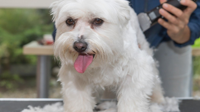 Kdy a jak ostříhat svého psa?