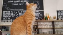 Kočičí kavárna