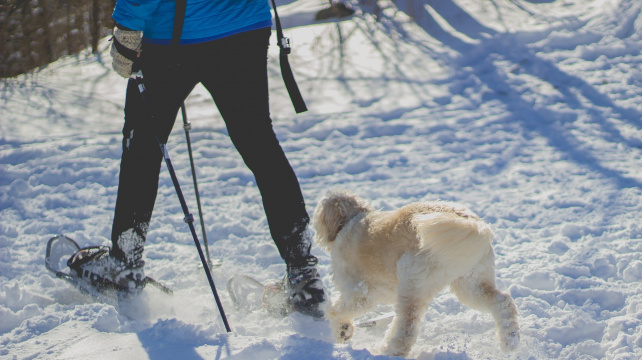 Dogtrekking přináší skvělé zážitky, není však pro nezkušené