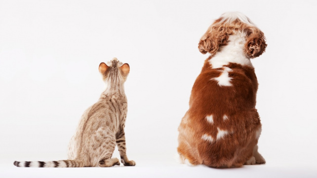 Jsou lepší psi, anebo kočky?