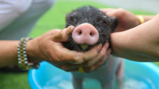 Prase, mimořádně inteligentní parťák