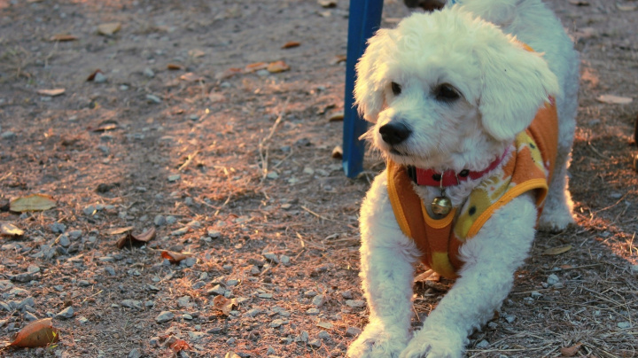 Hafan, který klame vzhledem a těší alergiky