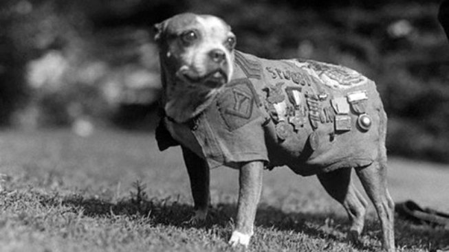 Seržant Stubby: Pes, který varoval před nebezpečím
