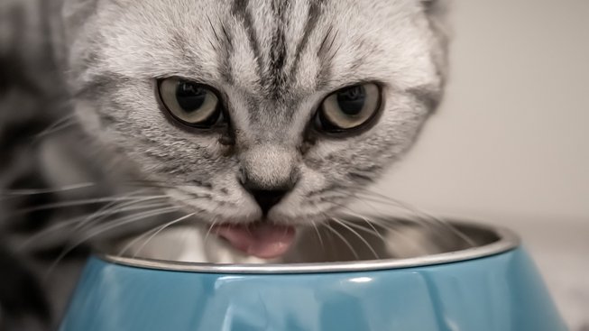 Největší mýty o kočičím stravování