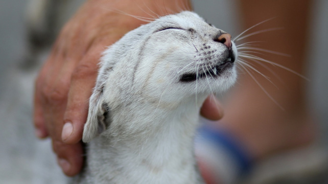 Kočky dostanou vakcínu a alergici přestanou slzet i kýchat