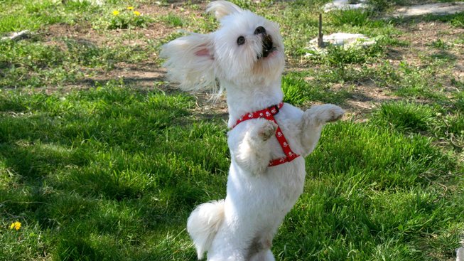 TOTO JE ÚŽASNÉ! Jak se psi naučí tančit!