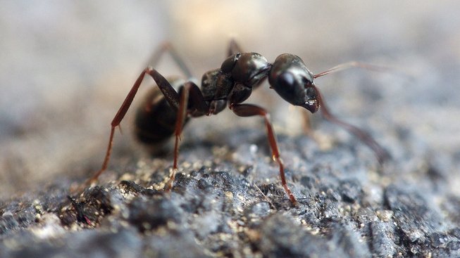 Mravenčí farma v obýváku uchvátí každou návštěvu