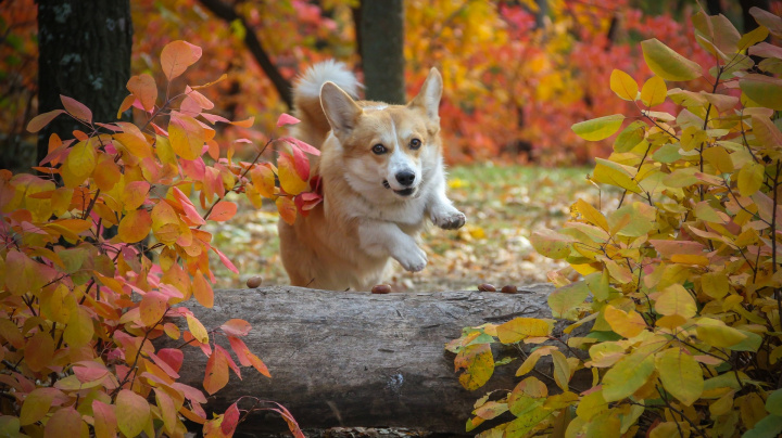 Návykový pes, který okouzlil i britskou královnu