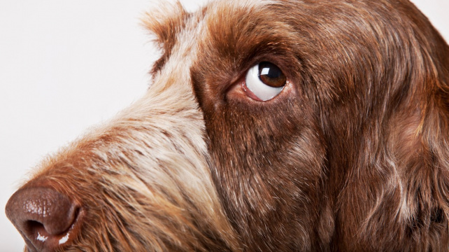 Suchý čenich značí nemoc? Aneb nejrozšířenější mýty o psech