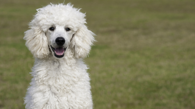 O podivuhodném původu pudlů
