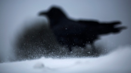 A havran zakrákoral... Který spisovatel rád choval neobvyklé mazlíčky?