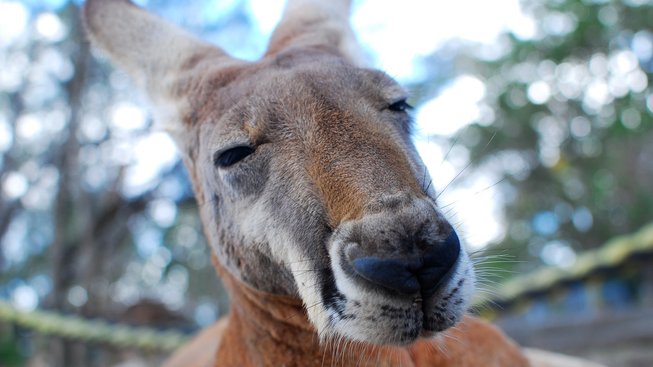 Jak dlouho už skotačí klokani v Austrálii?