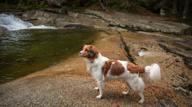 Zábavný pes, který za války téměř vyhynul