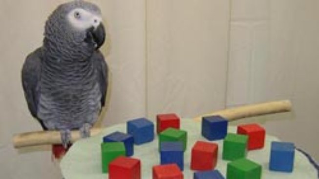 Papoušek, který nabyl podivuhodných schopností