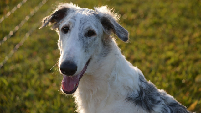 Psí aristokrat, který upadl v nemilost