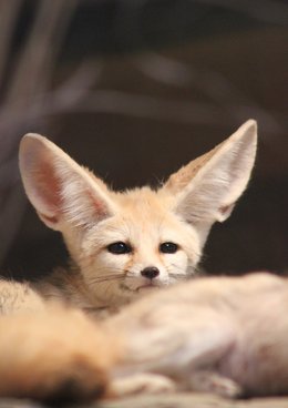 fennec-fox-4161093_1280
