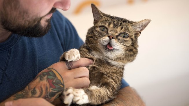 Zvířecí celebrity: Ošklivé koťátko, ze kterého se stala hvězda internetu