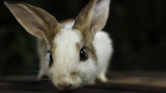 Čím přilepšit králíkovi, aby ho nebolelo bříško