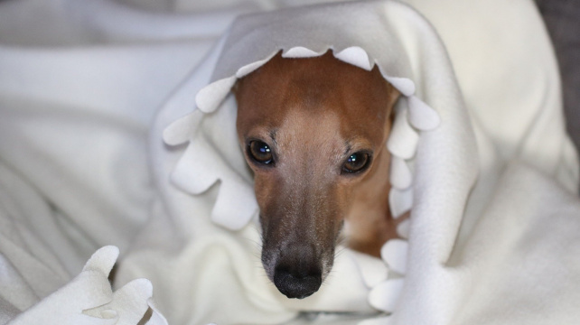 Milovaný pes slavné carevny