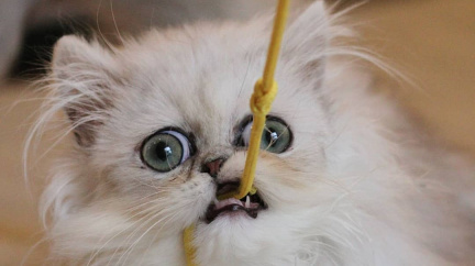 'Zatraceně divná kočka', kterou internet miluje
