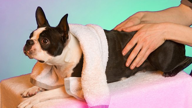 Wellness pro zvířata: Co čeká psy v lázních?