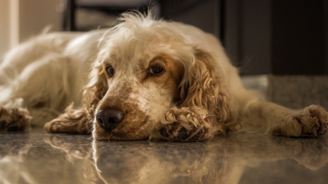 Parťák do rodiny, který vábí k pohlazení