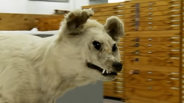 Plemeno, jehož zánik obestírá tajemství