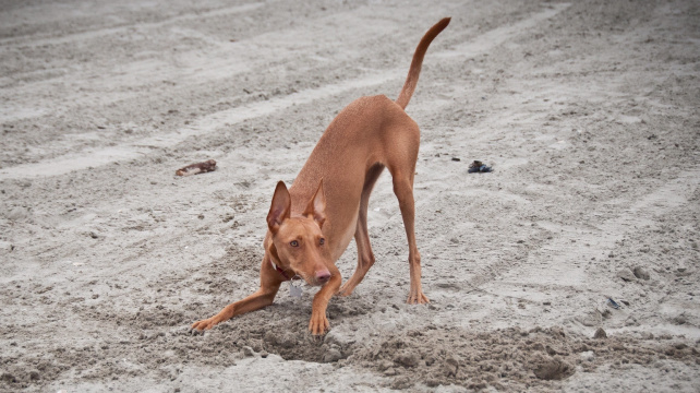 Temperamentní Ital, co vyrostl pod sopkou