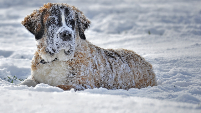 Praotec bernardýn, který se stal superhrdinou
