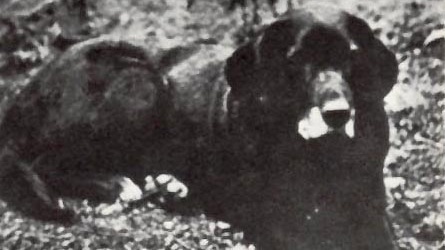 Pomocník rybářů, kterého přivedly do záhuby daně