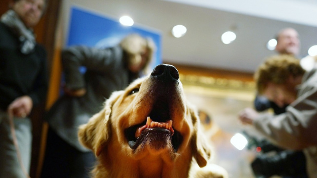 Není zlatý retrívr jako zlatý retrívr