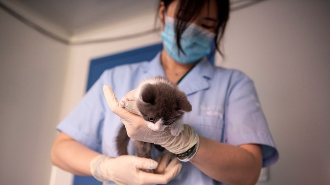 Čína poprvé naklonovala kočku, seznamte se s Česnekem