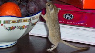 Čím správně krmit pískomily