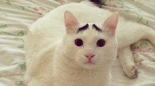 Sam has eyebrows