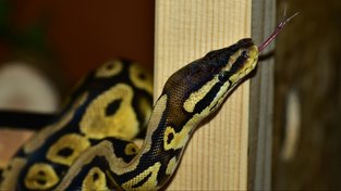 Krajta královská: Hodný škrtič, který se rád mazlí