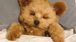 Pejsek, méďa, nebo plyšák? Kouzelné fotky napoví