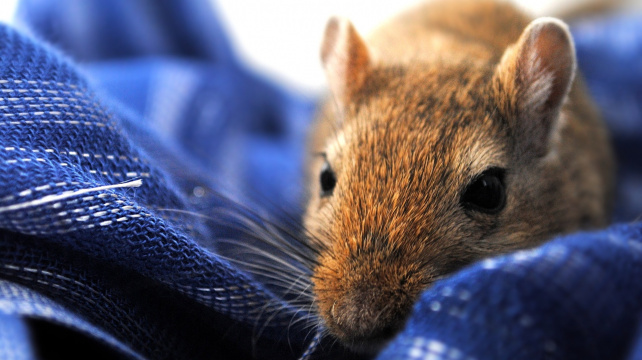 Co dělat, když pískomil stůně