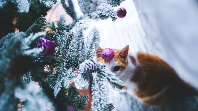 Jaké připravit kočkám a psům vánoční pohoštění