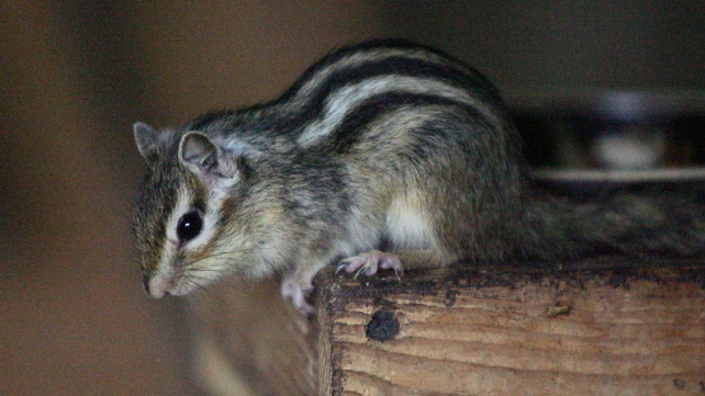 Malé zvíře, které ocení velký bejvák