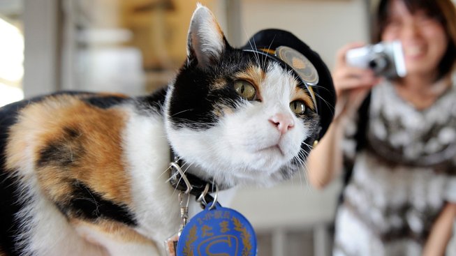 Kočka Tama: Z přednosty stanice manažerkou