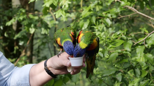 Papoušci jsou zábavní, ale nároční společníci