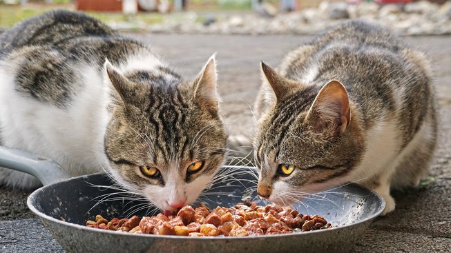Jak kočkám vybírat krmivo?