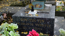 Rin Tin Tin