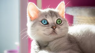 Chiméra? Místo tříhlavé saně nádherná kočička