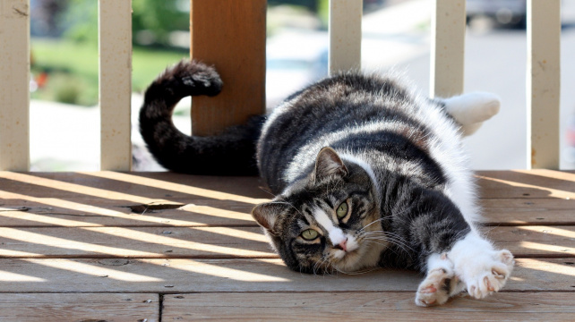 Kočka, kterou milují Američani